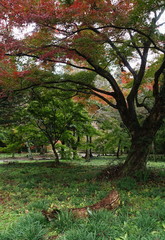 楓の紅葉と森の中