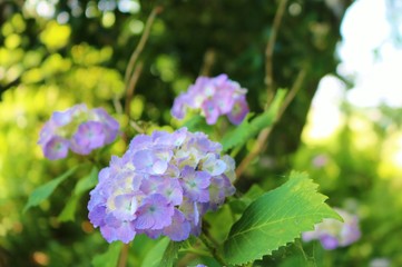 風景　梅雨　あじさい　森　公園　杤木