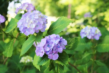 風景　梅雨　あじさい　森　公園　杤木