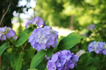 風景　梅雨　あじさい　森　公園　杤木