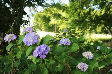 風景　梅雨　あじさい　森　公園　杤木
