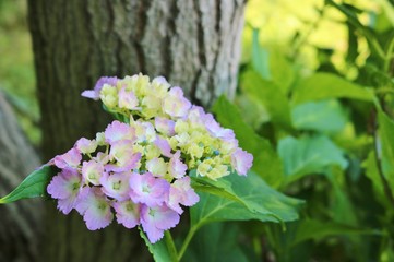 風景　梅雨　あじさい　森　公園　杤木
