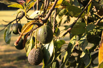 Árbol de aguacate fresco, orgánico, natural