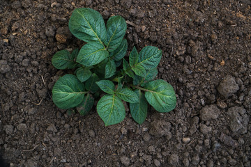 Young sprout of potato with green leaves growing from soil on potato field close up. Green vernal sprouts of potato plant growing on the ground in the spring or summer