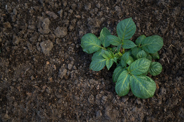 Young sprout of potato with green leaves growing from soil on potato field close up. Green vernal sprouts of potato plant growing on the ground in the spring or summer