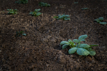 Young sprout of potato with green leaves growing from soil on potato field close up. Green vernal sprouts of potato plant growing on the ground in the spring or summer