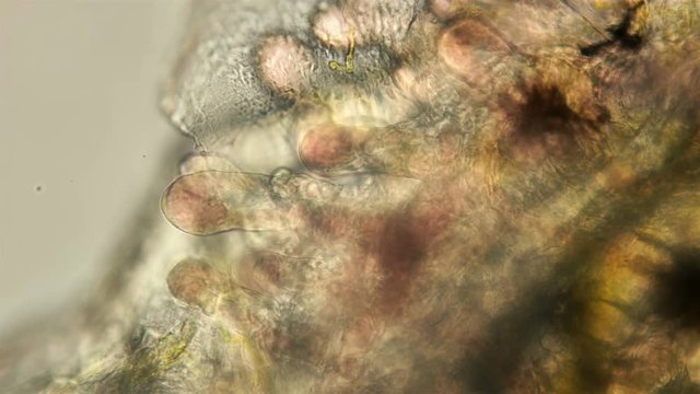 gills little fish under the microscope, the initial development of the gills, now they just look like an outgrowth, but later they will completely formed, we also see the heartbeat and how blood