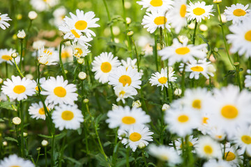 Flowers, flowers chrysanthemum, Chrysanthemum wallpaper,