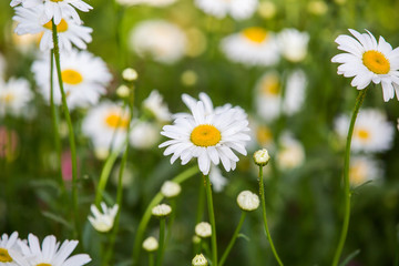 Flowers, flowers chrysanthemum, Chrysanthemum wallpaper,