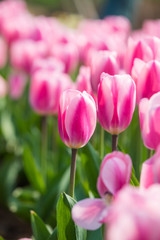 Obraz na płótnie Canvas Tulip Flower. Beautiful bouquet of tulips. colorful tulips