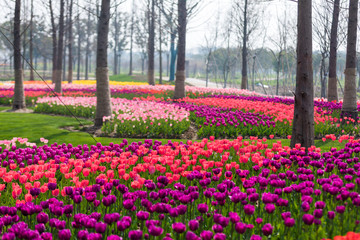 Tulip Flower. Beautiful bouquet of tulips. colorful tulips