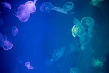 Jellyfish that lie under the deep sea.