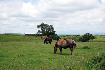 阿蘇に放牧された馬、日本九州の阿蘇山、