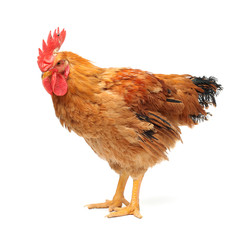 Red rooster on white background 