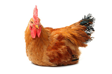 Red rooster on white background 