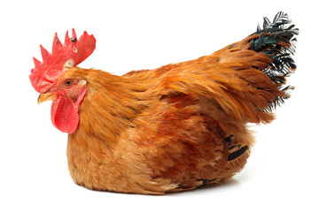 Red rooster on white background 