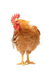 Red rooster on white background 