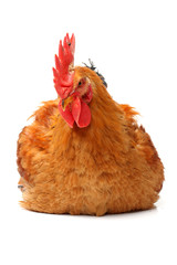 Red rooster on white background 