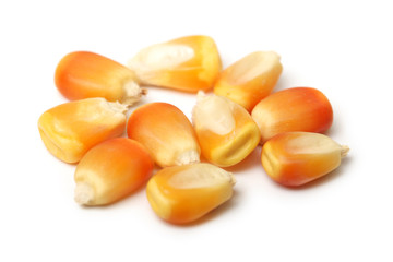 Yellow corn collection on white background