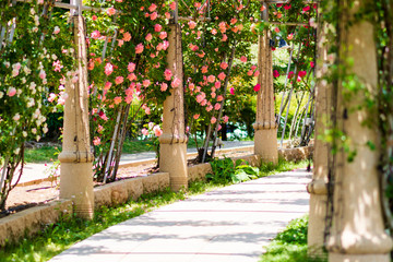 山梨県北杜市　ハイジの村　薔薇の回廊