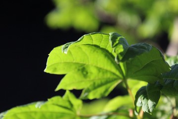 Fresh vine maple leaves on black background