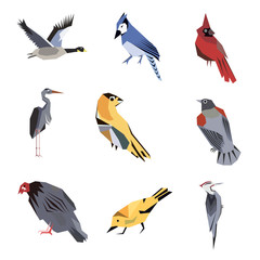 Fototapeta premium Bird pattern flat illustration on white