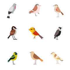 Bird pattern flat illustration on white