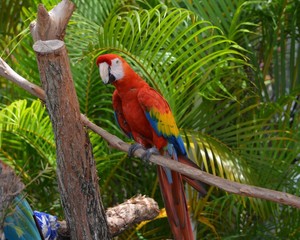 Rainbow colored Macaw