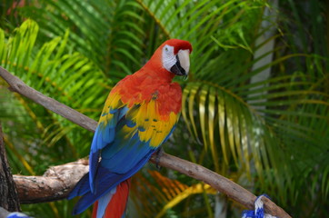 Rainbow colored Macaw against a muted green background of palm fronds