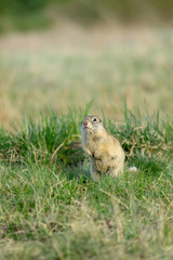 Naklejka na ściany i meble vertical photo of a gopher that stands on the meadow