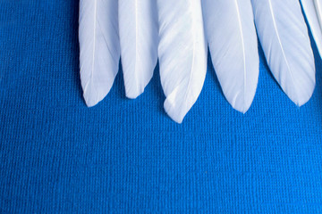 a number of large white feathers on a blue background