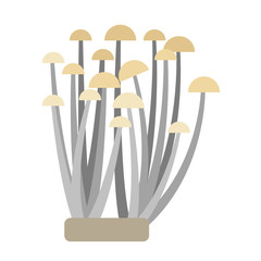 Enoki mushrooms flat illustration on white