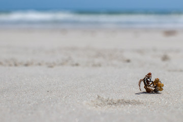 Plant on Beach