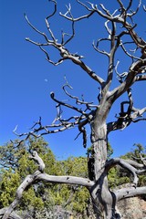 Red Rock Park Gallup New Mexico Desert Hiking Tree
