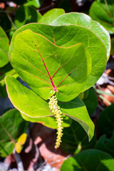 beach flower