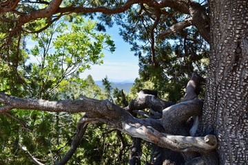 Mogollon Rim Payson Arizona View Trees Ponderosa Pine Oak