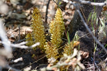 Tiny Plant Mogollon Rim Arizona Payson Forest Floor