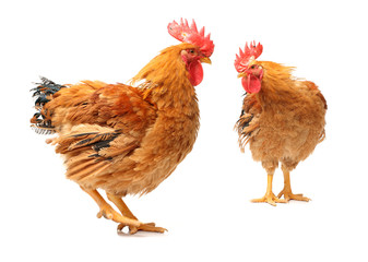 Red rooster on white background 