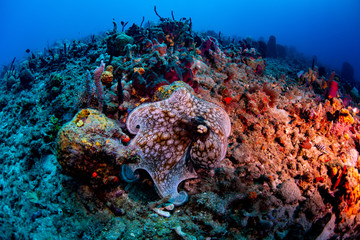 An octopus changing colors on the reef