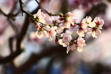 In full bloom in the peach blossom