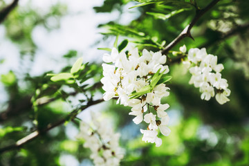 Fleurs blanches d'un acacia dans un jardin