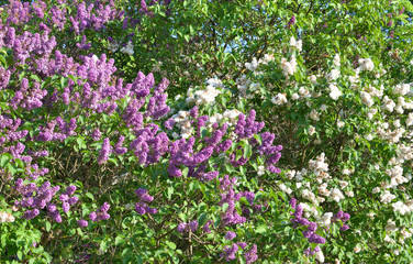 Obraz na płótnie Canvas Blooming lilac bush.