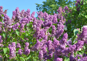Blooming lilac bush.