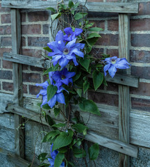 Clematis growing up a trellis against the brick wall. 