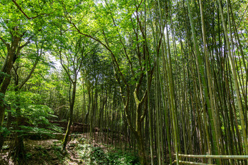 Fototapeta na wymiar A green-green cool bamboo grove, south korea