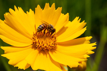 A detailed closeup view of a Honeybees on Cosmos Flowers.