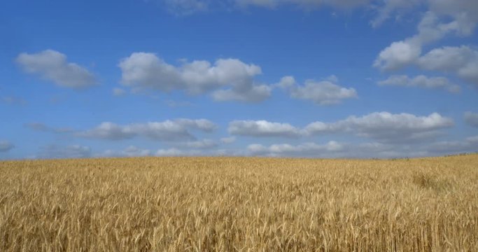 Ripe wheat field, Judea plain, Israel