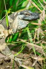 Lace monitor during the day.