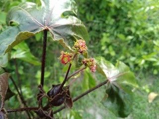dragonfly on branch