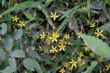 yellow flower